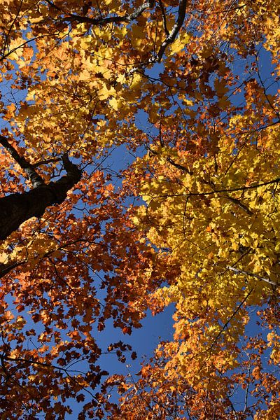 A maple forest in autumn by Claude Laprise