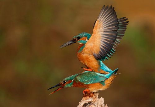 ijsvogels parend in avondlicht