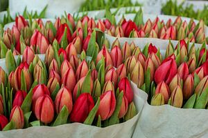 Tulpen van Blond Beeld