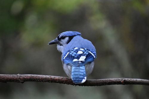 Een blauwe gaai in de tuin