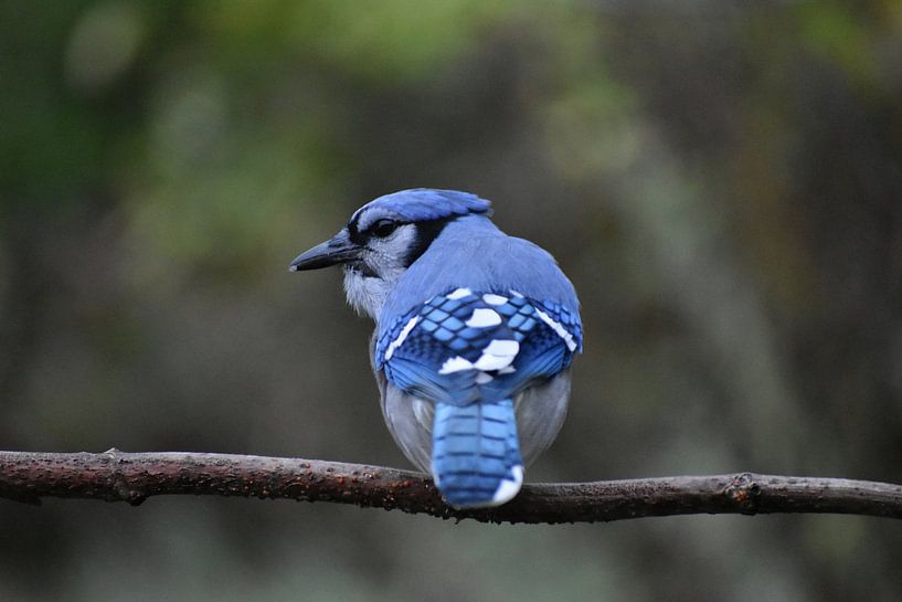 Ein Blauhäher im Garten von Claude Laprise