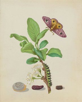 Metamorfose van een kleine keizersmot op een pruim, plaat 13 van het Rupsenboek, Maria Siby