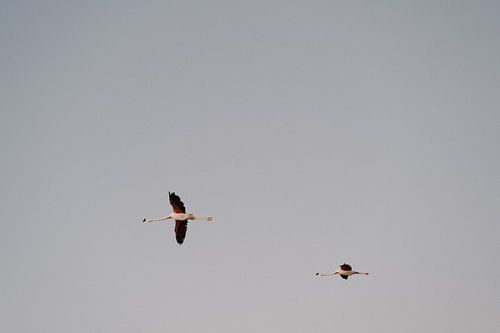 Flamingos in Atacama, Chili