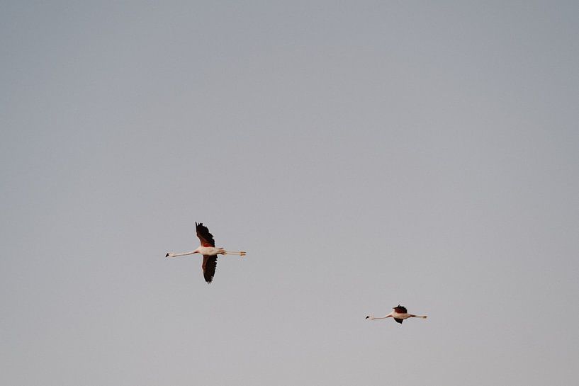 Flamingos in Atacama, Chile by Inge Bouw