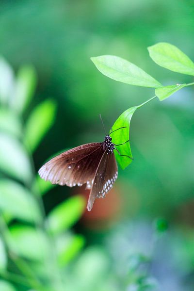 vlinder  von Krijn de Haas