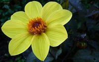 Bloem - Flower