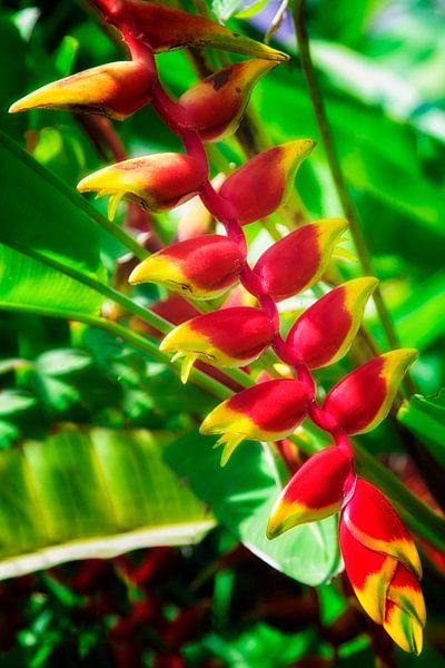 Heliconia tropical par Giovanni della Primavera