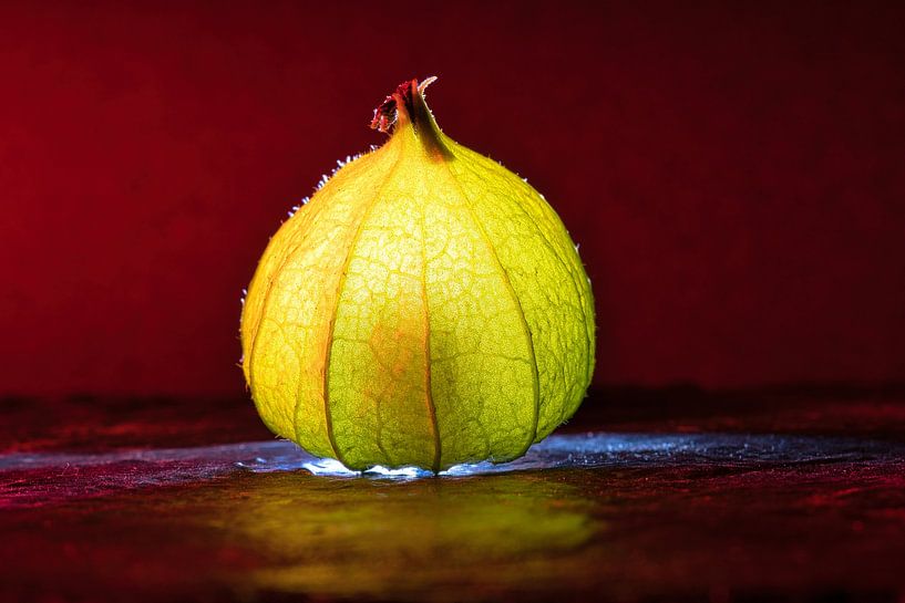 Physalis fruits with light spot by Martin Köbsch