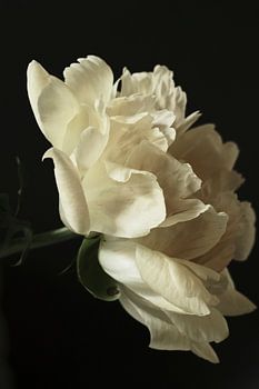 The Peony and profile.