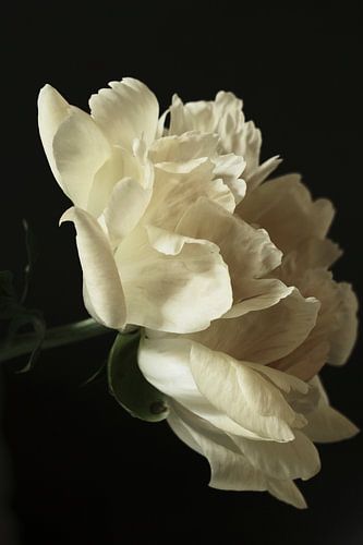 De Pioenroos en profiel.