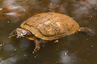 eine Schildkröte schwimmt in einem Teich