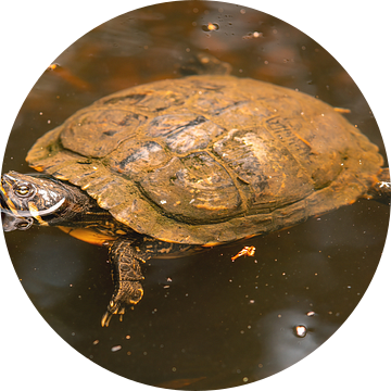 een schildpad die in een vijver zwemt van Mario Plechaty Photography