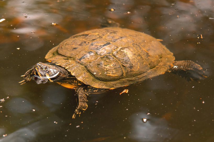 eine Schildkröte schwimmt in einem Teich von Mario Plechaty Photography
