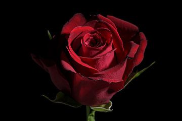 Fleur de rose rouge foncé sur fond noir avec espace de copie, symbole d'amour traditionnel, focus sé sur Maren Winter