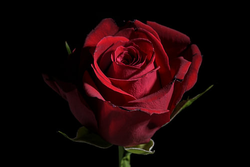 Dunkelrote Rosenblüte vor schwarzem Hintergrund mit Kopierraum, traditionelles Liebessymbol, ausgewä