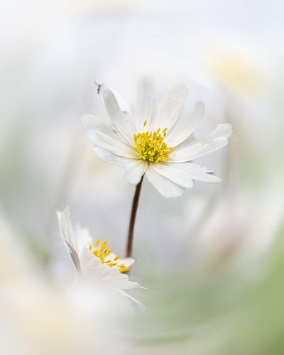 Wood anemone by Liliane Jaspers