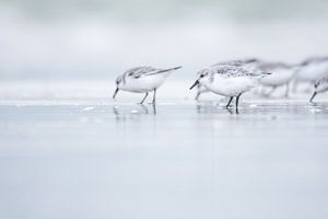 Drieteenstrandloper