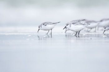 Sanderling