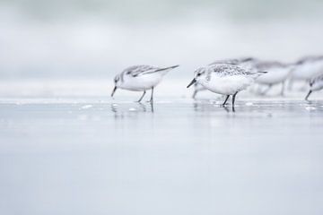 Drieteenstrandloper van Douwe Schut