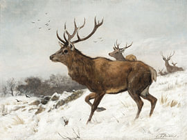 Majestic Stag in Winter by IamHomeStudio
