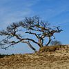 Un pin mort sur une dune sur Gerard de Zwaan