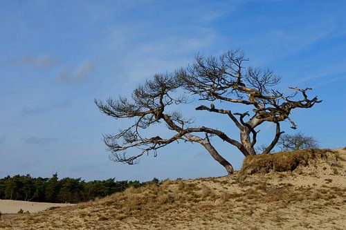 Een dode den op een duin