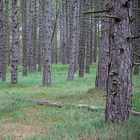 Photographie de paysage - Forêt de pins... sur Bert v.d. Kraats Fotografie