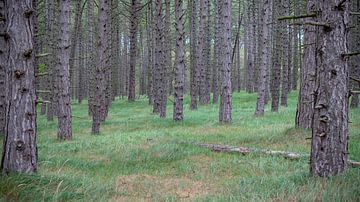 Photographie de paysage - Forêt de pins... sur Bert v.d. Kraats Fotografie