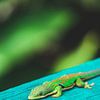 Kleurrijke daggekko in Madagscar van Expeditie Aardbol