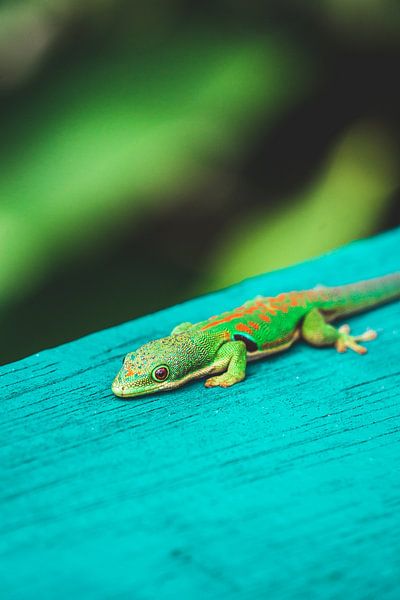 Kleurrijke daggekko in Madagscar van Expeditie Aardbol