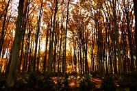 autumn forest