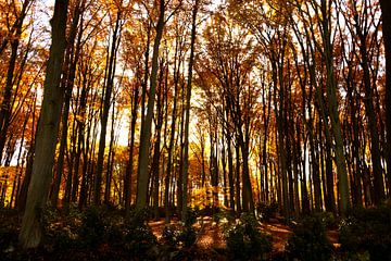 autumn forest sur Werner V.M.