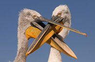 Kroeskoppelikan (Pelecanus crispus) von Beschermingswerk voor aan uw muur Miniaturansicht