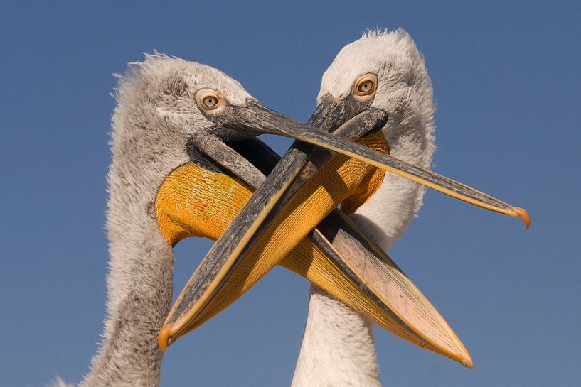 Kroeskoppelikan (Pelecanus crispus) von Beschermingswerk voor aan uw muur