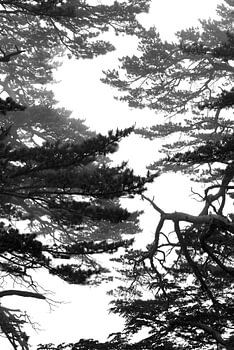 Silhouet van naaldbomen