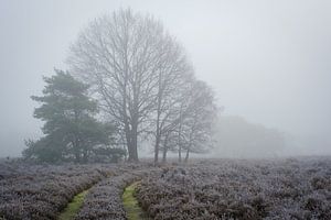 Weg durch den Nebel von Johan Vanbockryck