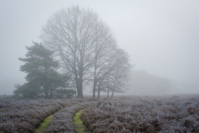 Chemin à travers le brouillard par Johan Vanbockryck