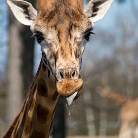 giraffe by Andrea Ooms