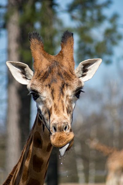 Giraffe von Andrea Ooms