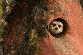 Stokstaarthol by Edwin Smits