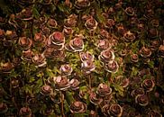 Rosen - Ein Feld von alten rosa Rosen von Jan Keteleer Miniaturansicht