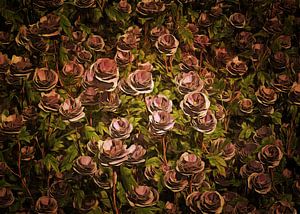 Rosen - Ein Feld von alten rosa Rosen