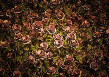 Rosen - Ein Feld von alten rosa Rosen von Jan Keteleer