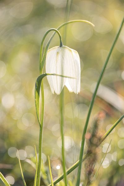 Witte kievitsbloem, zwolse tulp met bokeh. van Janny Beimers