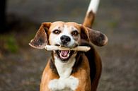 Een Blije Beagle van Dennis Timmer thumbnail