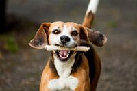 Een Blije Beagle