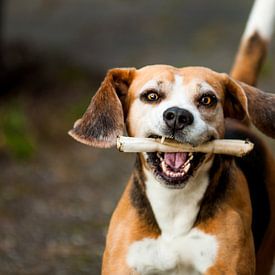One Happy  Dog von Dennis Timmer