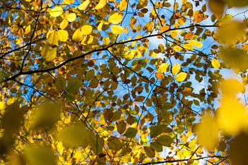 Herfstbladeren tegen een blauwe lucht, Engeland van Nature in Stock
