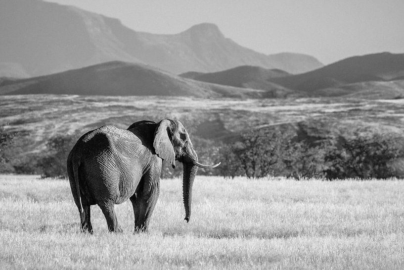 Zwart-wit foto van woestijnolifant / olifant in het landschap - Twyfelfontein, Namibië van Martijn Smeets