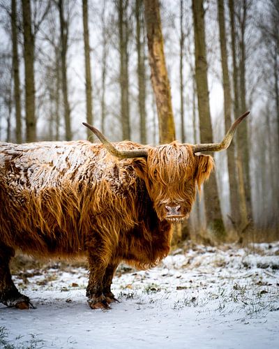 Highlander écossais dans la neige.